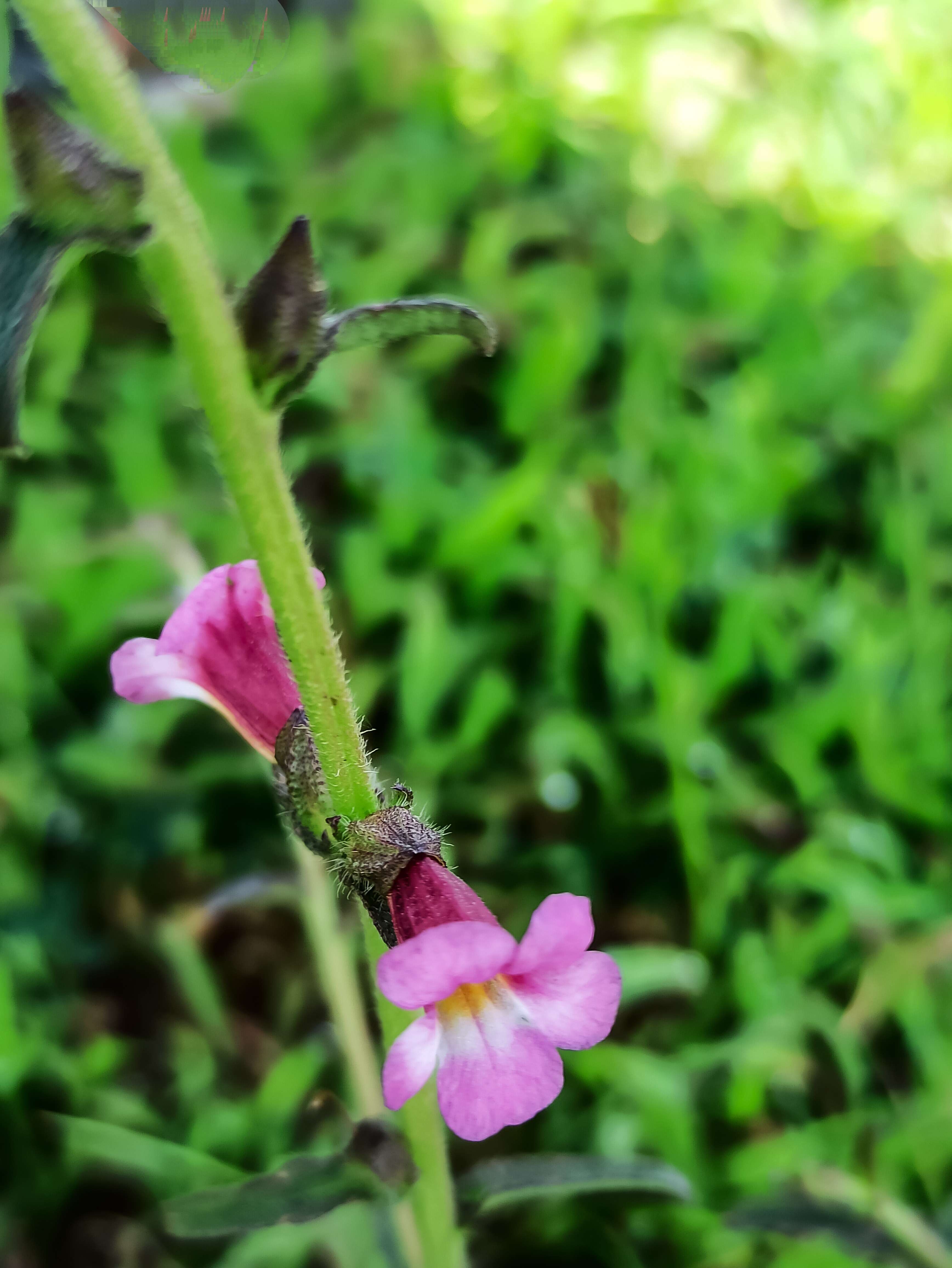 Image of Centranthera indica (L.) Gamble