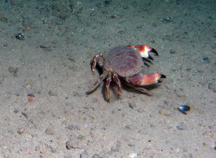 Image of rock crabs