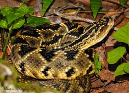 Image of Crotalus totonacus Gloyd & Kauffeld 1940