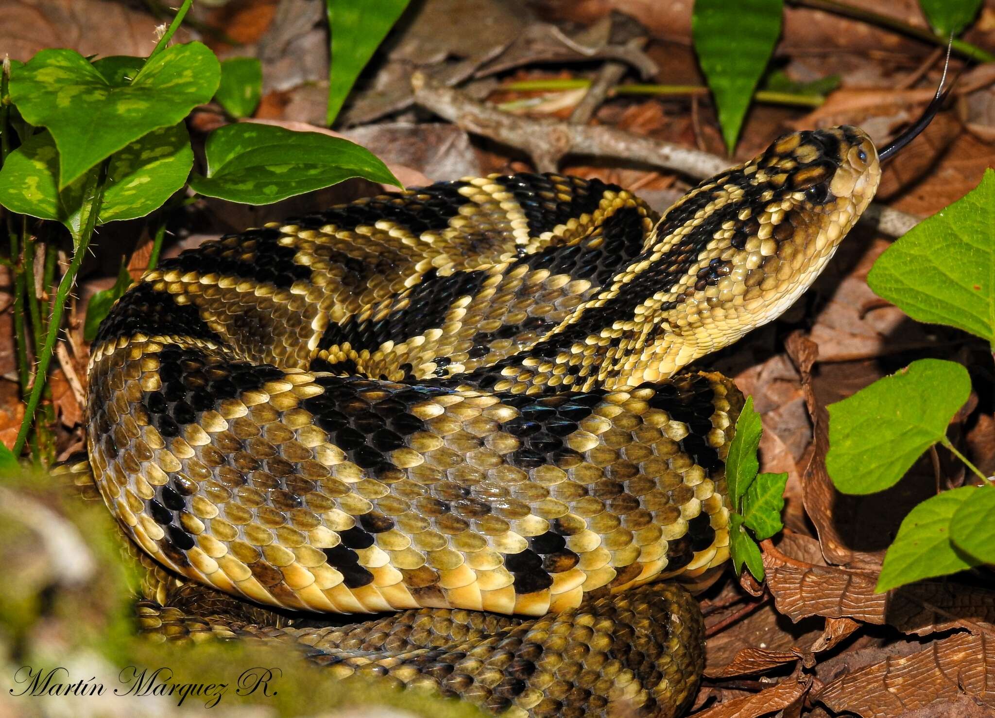 Image of Crotalus totonacus Gloyd & Kauffeld 1940