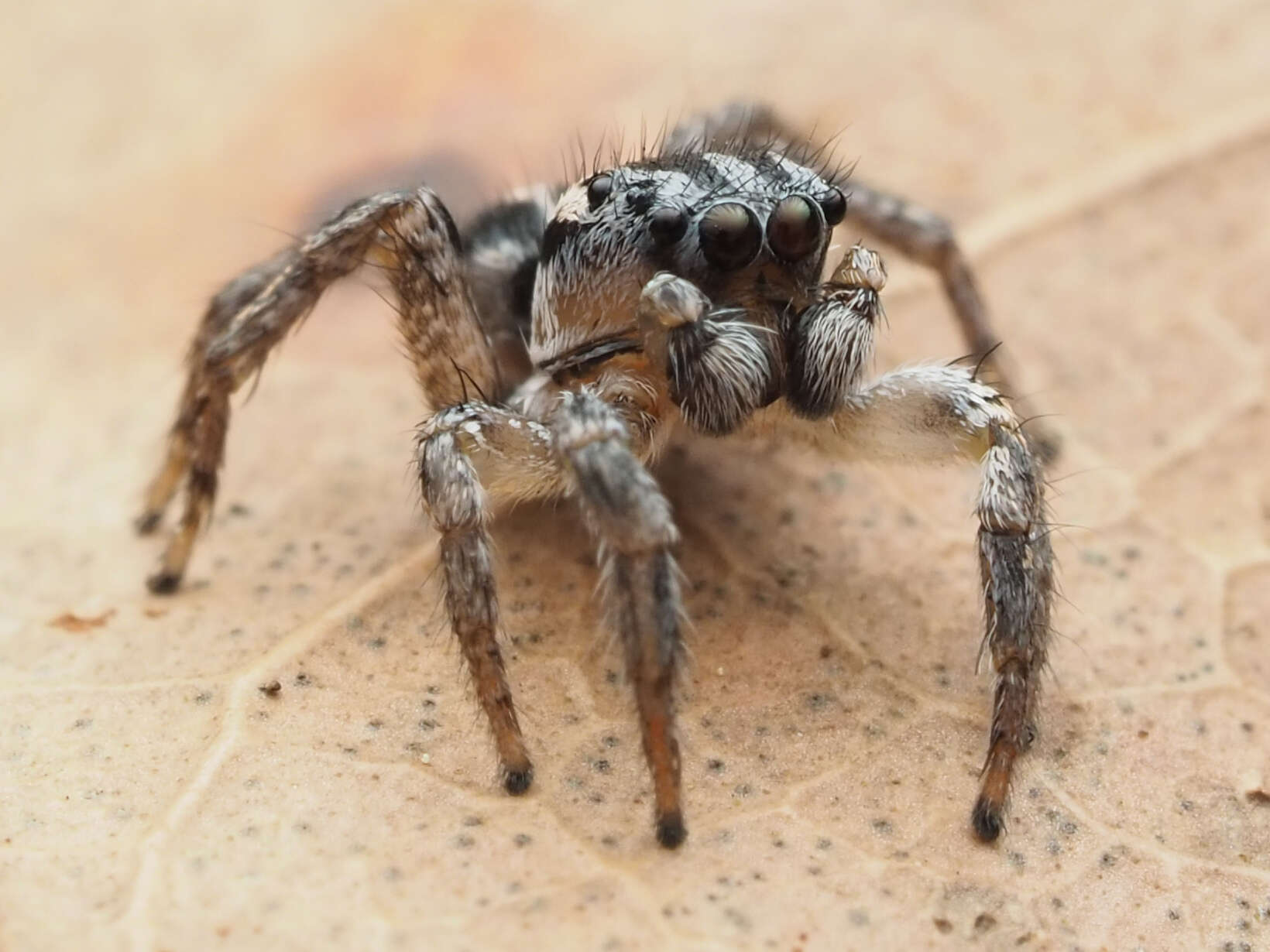 صورة Habronattus trimaculatus Bryant 1945