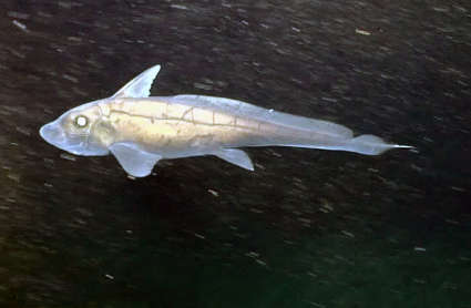 Image of Subterbranchialia