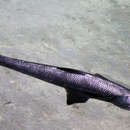 Image of Deep-sea Lizardfish