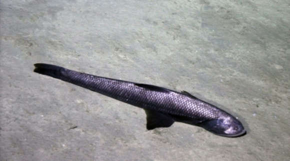 Image of deep-sea lizardfishes