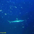 Слика од сива гребенска ајкула