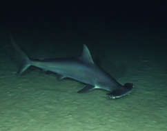 Image of hammerhead sharks