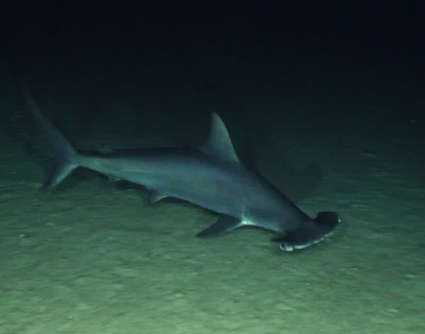 Image of hammerhead sharks
