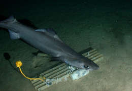 Image of gulper shark