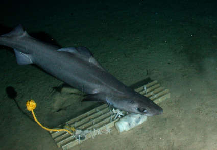 Image of gulper shark