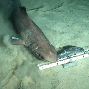 Image of gulper shark