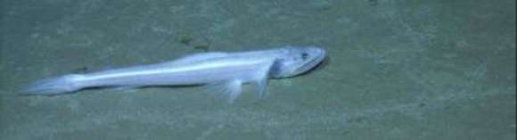 Image of deep-sea lizardfishes