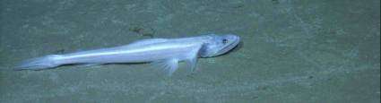 Image of deep-sea lizardfishes