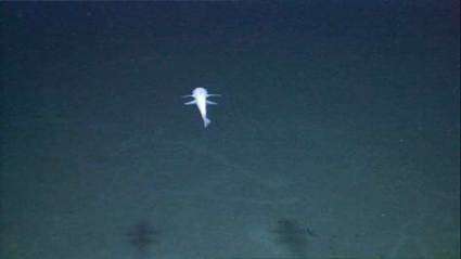 Image of deep-sea lizardfishes