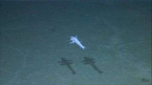 Image of deep-sea lizardfishes