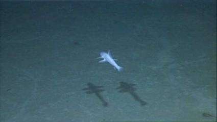 Image of deep-sea lizardfishes