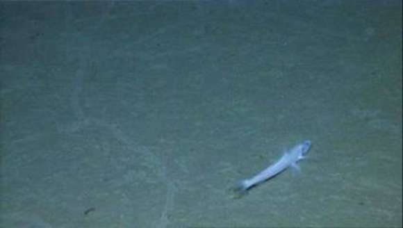 Image of deep-sea lizardfishes