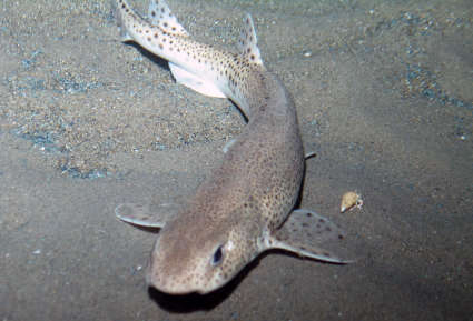 Image of cat sharks