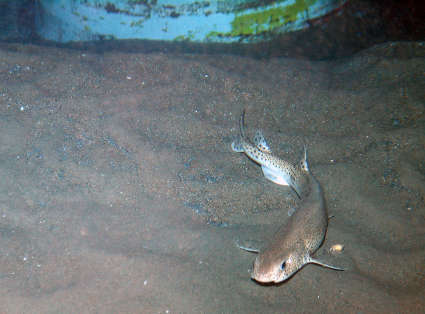 Image of cat sharks