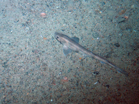 Image of cat sharks