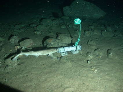 Image of cat sharks