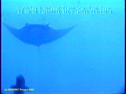 Image of Mobula ray