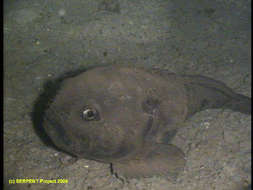 Image of fathead sculpins