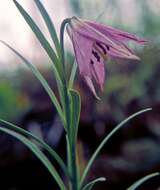 Image of Lilium nanum Klotzsch