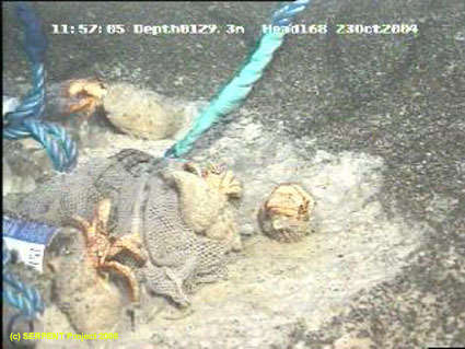 Image of deepwater hermit crabs