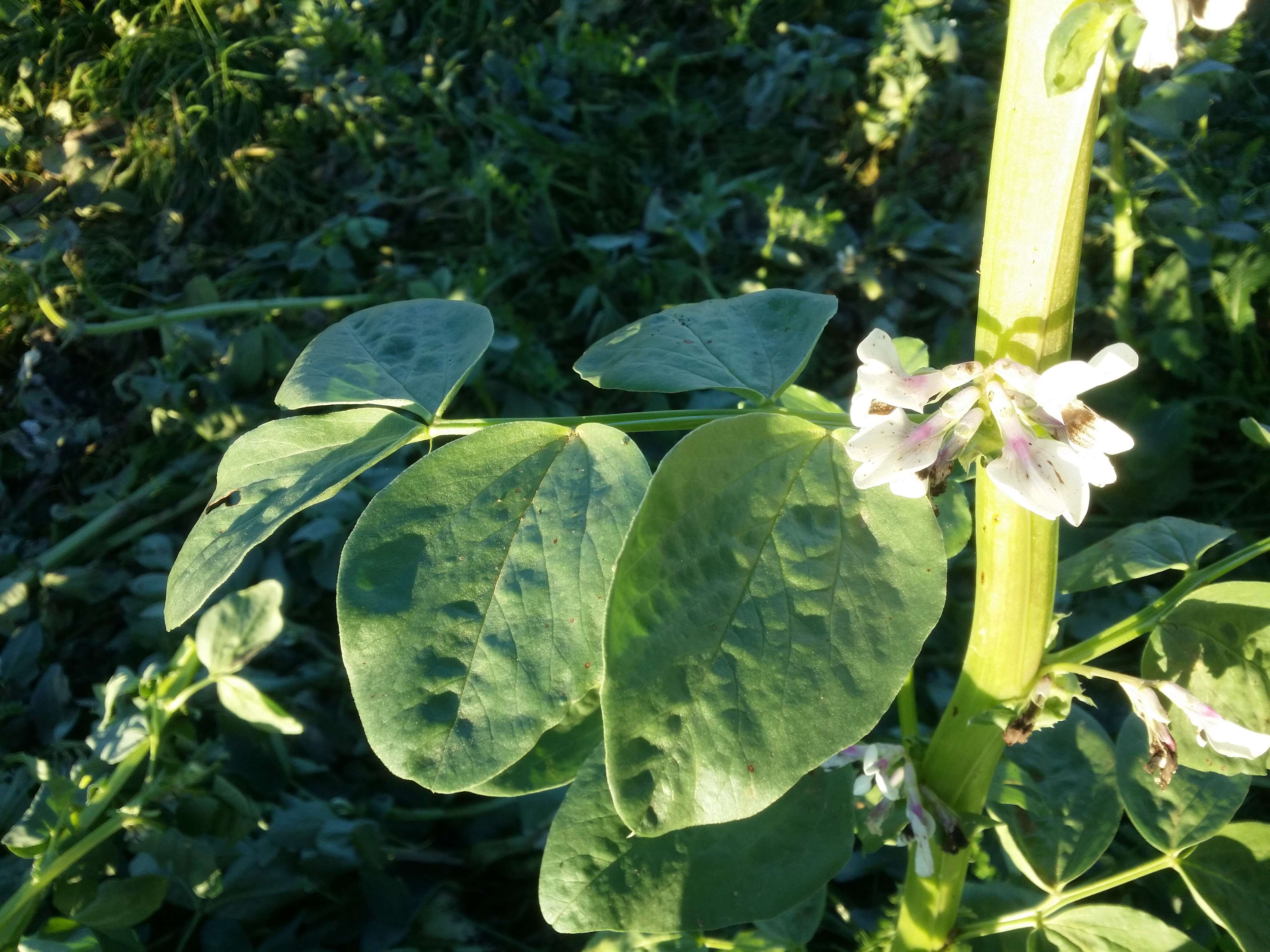 Image of Broad Bean