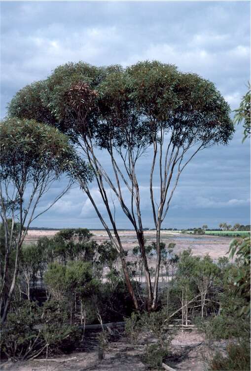 Image of Cap-Fruited Mallee