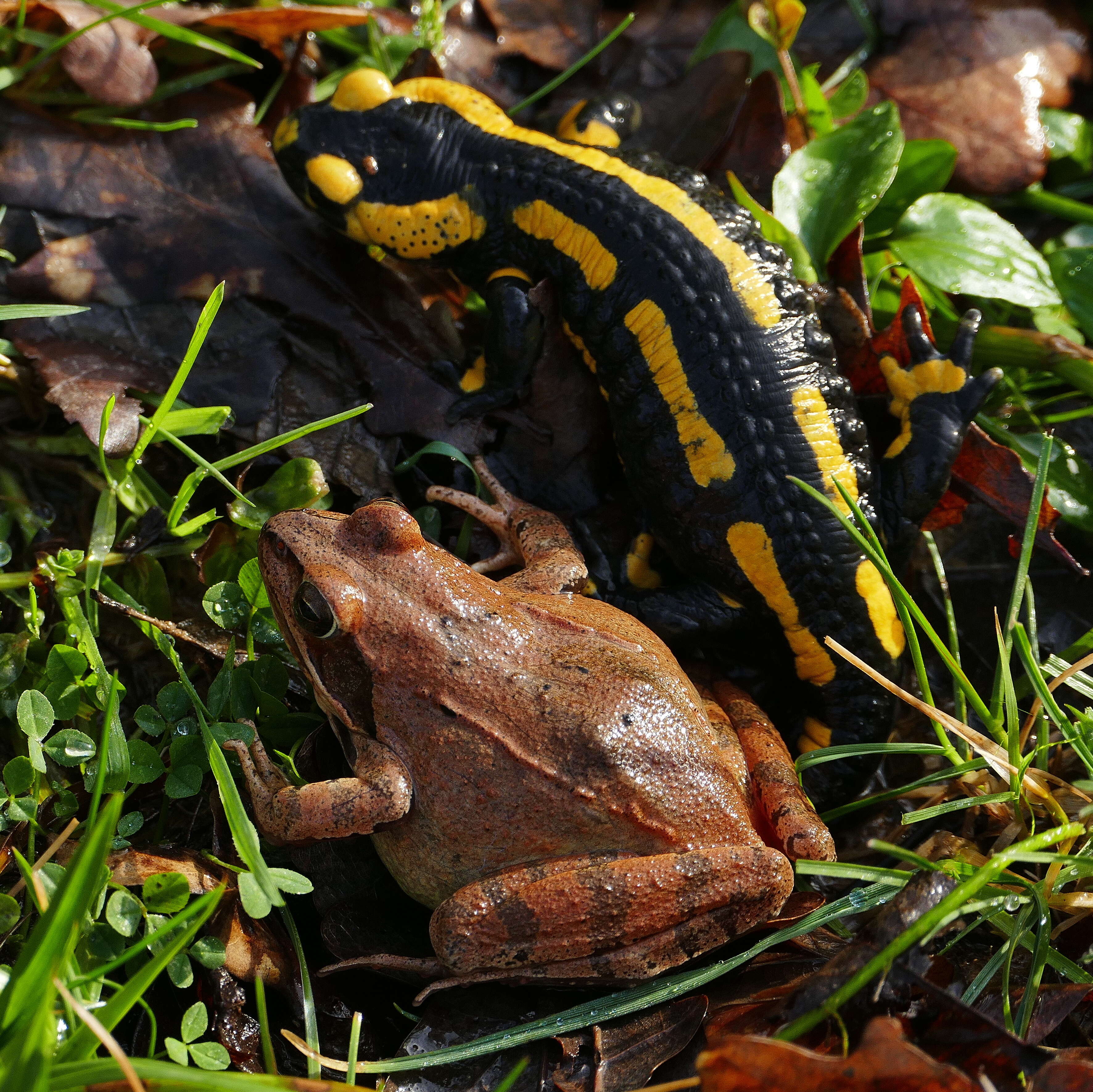 Image of Common Fire Salamander