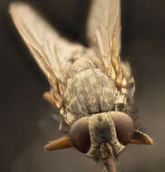 Image of house fly