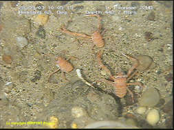 Image of squat lobsters