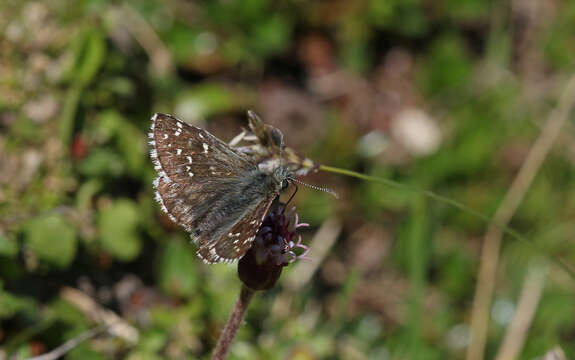 Image of Alpine Grizzled Skipper