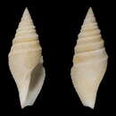Image of Bathytoma neocaledonica Puillandre, Sysoev, Olivera, Couloux & Bouchet 2010