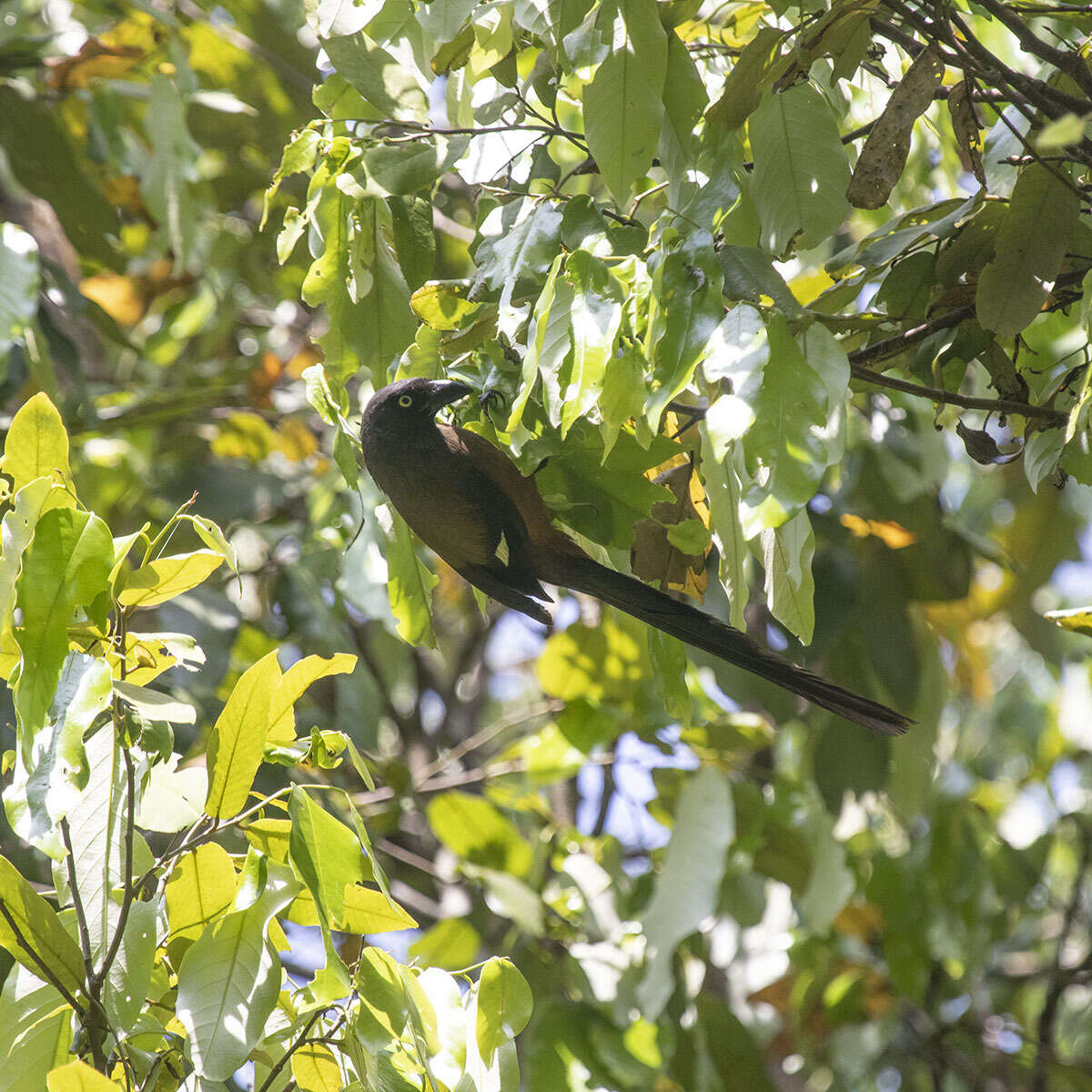 Image of Andaman Treepie