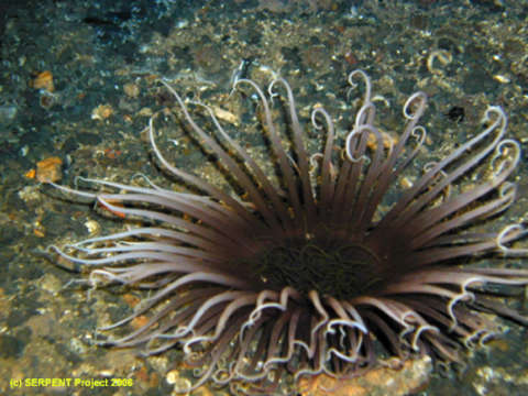 Image of Spirularia den Hartog 1977