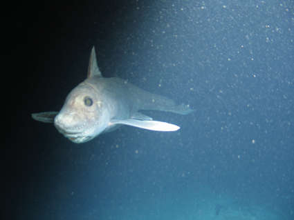 Image of Atlantic chimaera