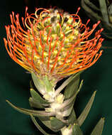 Imagem de Leucospermum vestitum (Lam.) Rourke