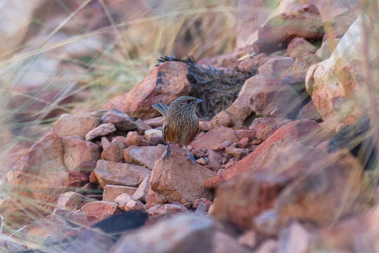 Image of Kalkadoon Grasswren