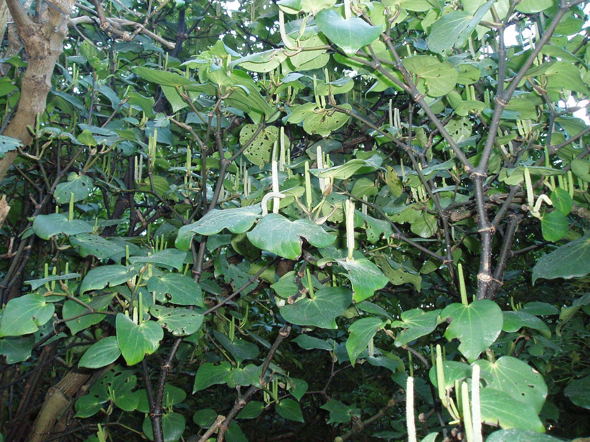 Macropiper excelsum (Forst. fil.) Miq. resmi