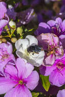 Image of Bombus pauloensis Friese 1912