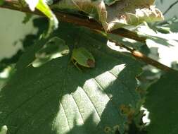 Image of Green shield bug