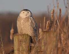 Image of Snowy Owl