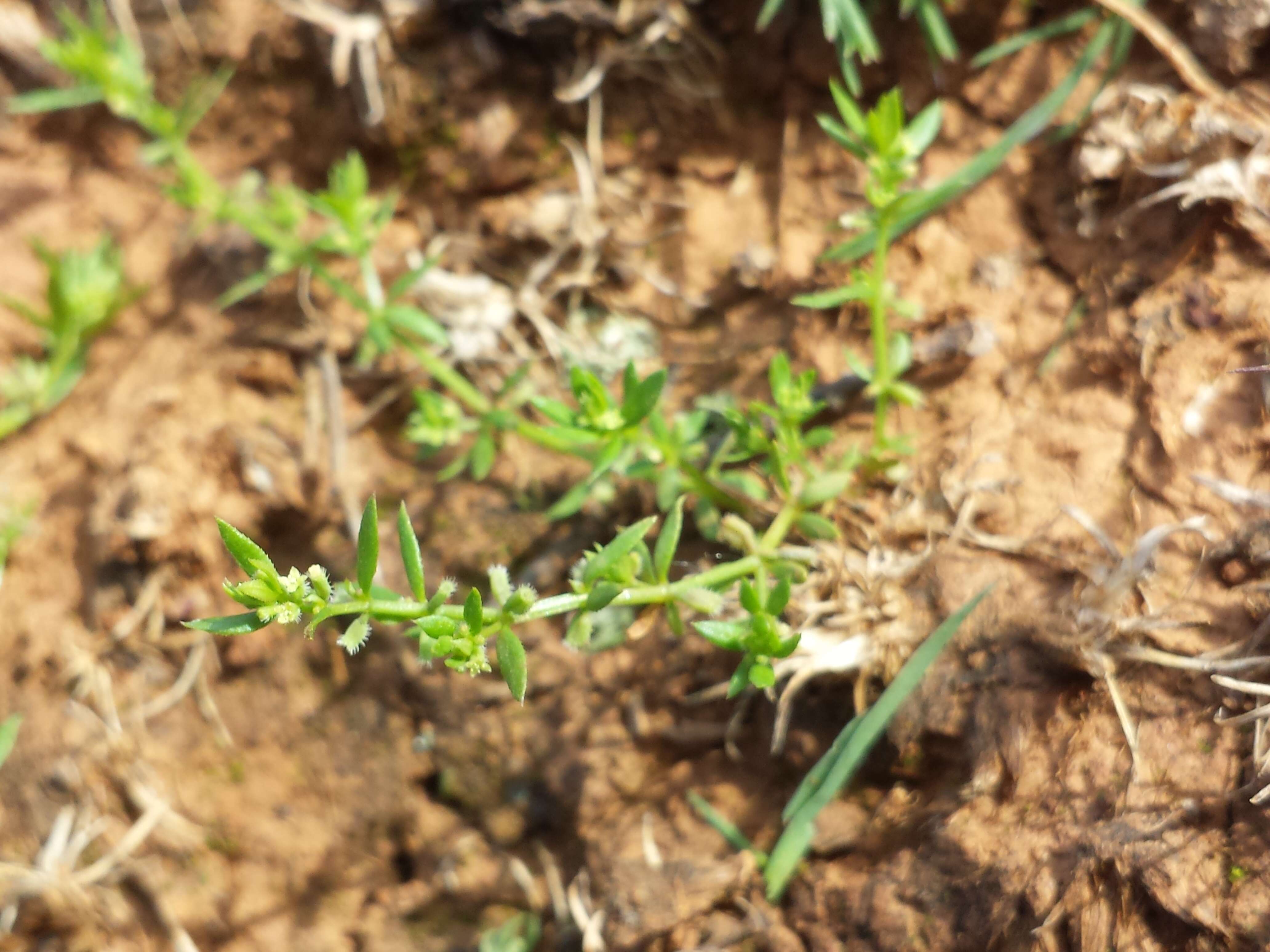 Image of yellow wall bedstraw