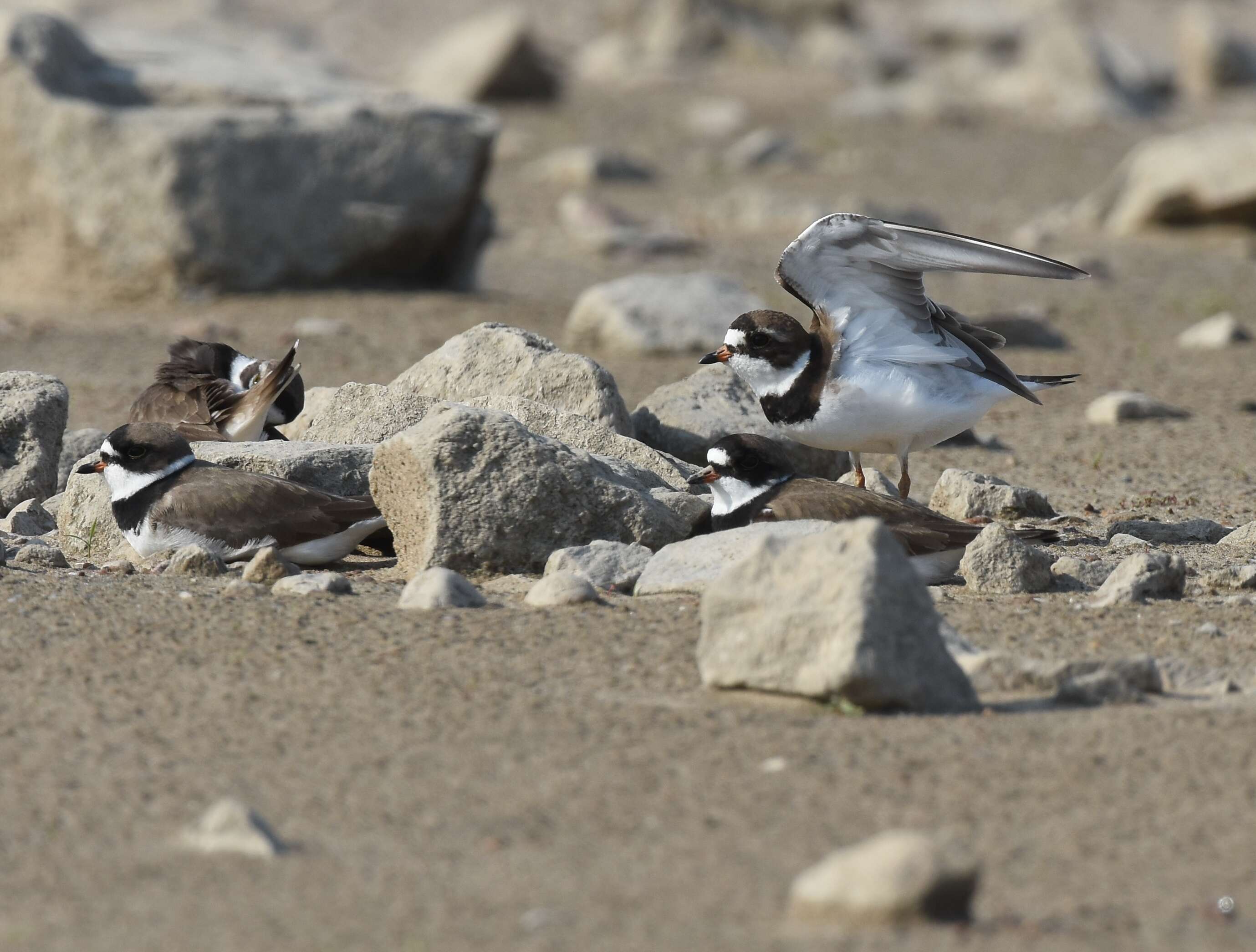 Image of Semipalmated Plover