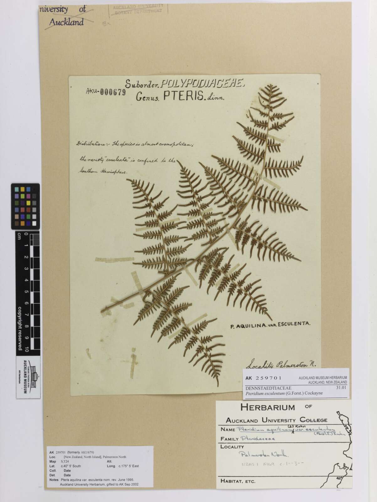 Image of Pteridium esculentum (G. Forst.) Nakai