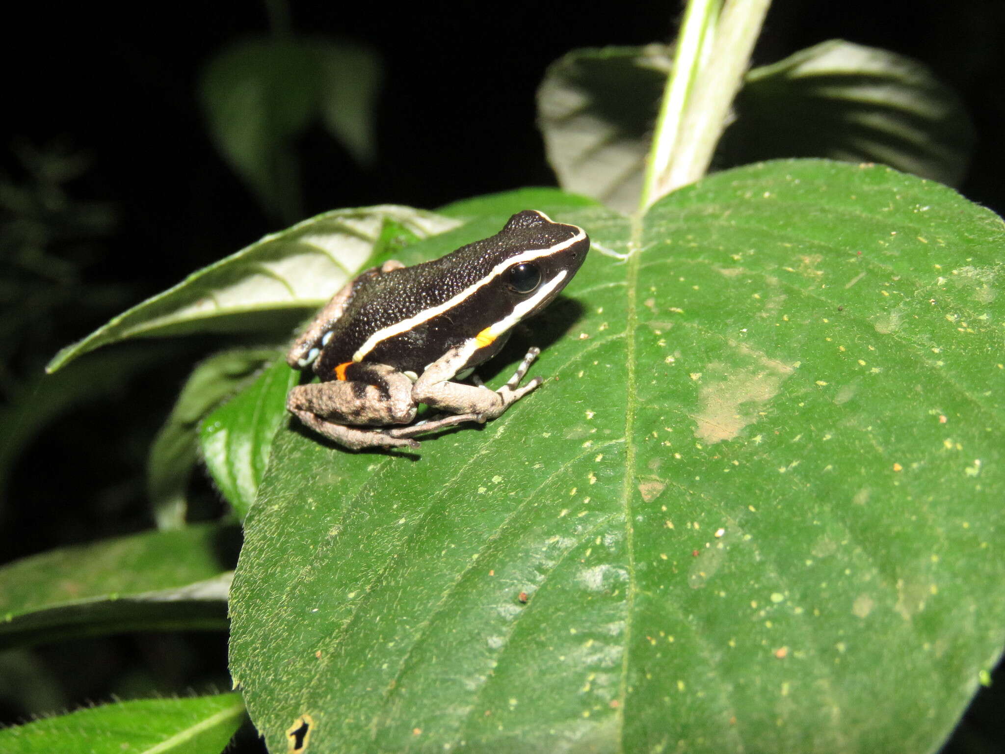 Image of Spot-legged Poison Frog