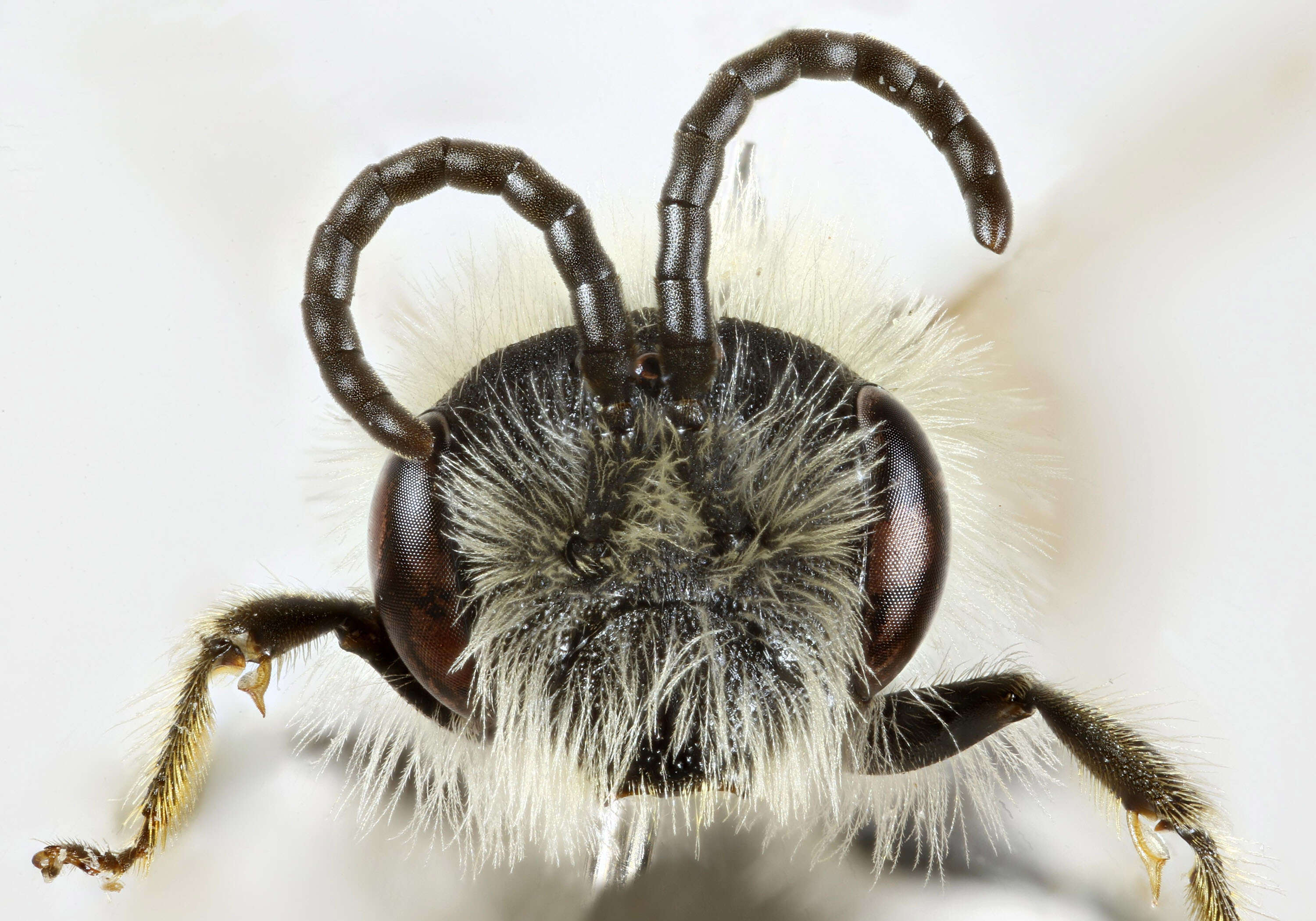 Image of Andrenine bee