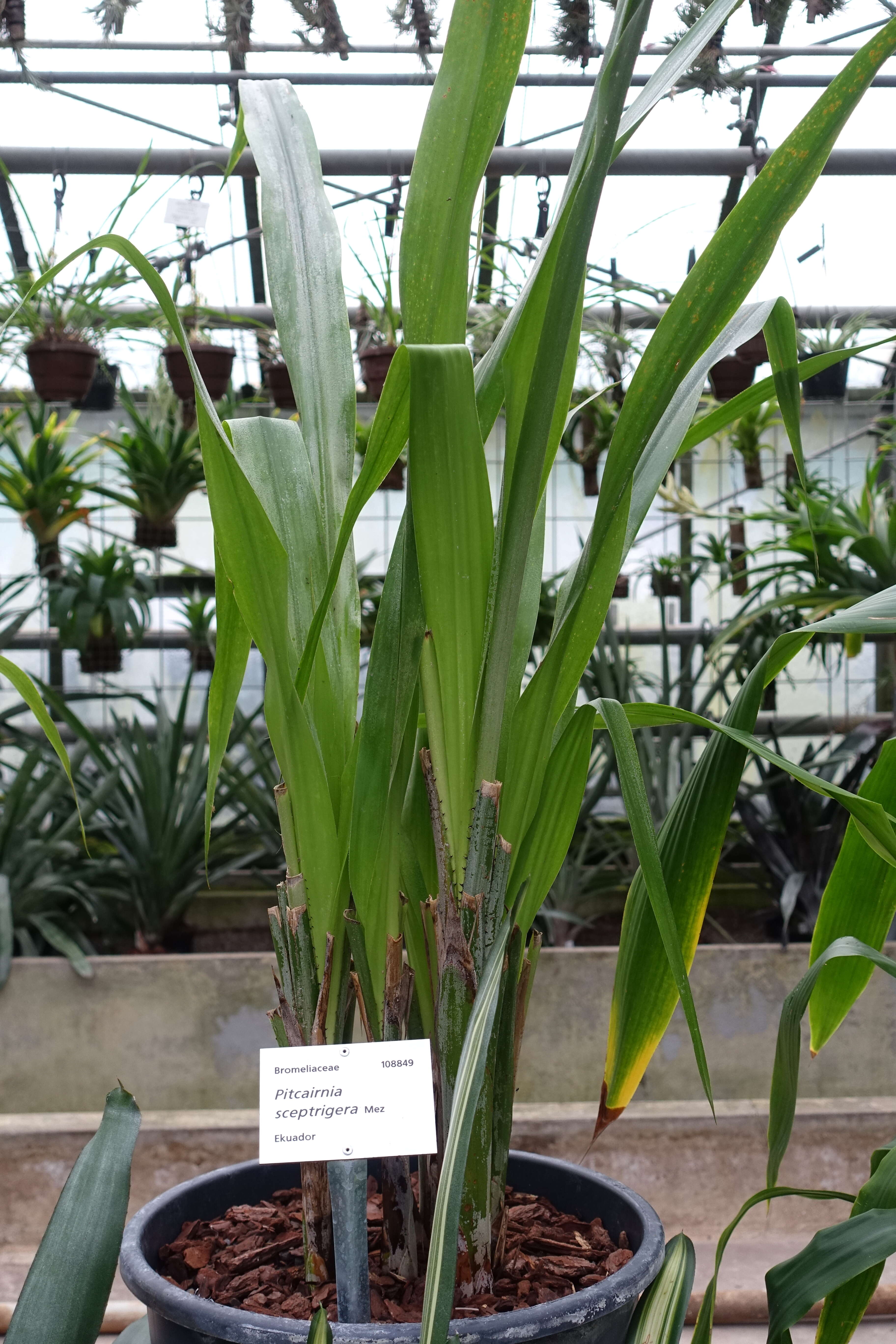 Image of Pitcairnia sceptrigera Mez